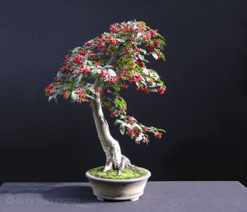 cotoneaster bonsai